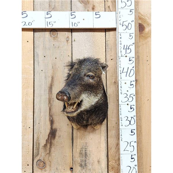 White Lipped Peccary Shoulder Mount Taxidermy