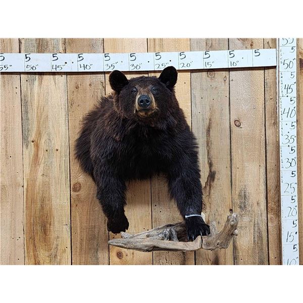 Black Bear Half Body Taxidermy Mount