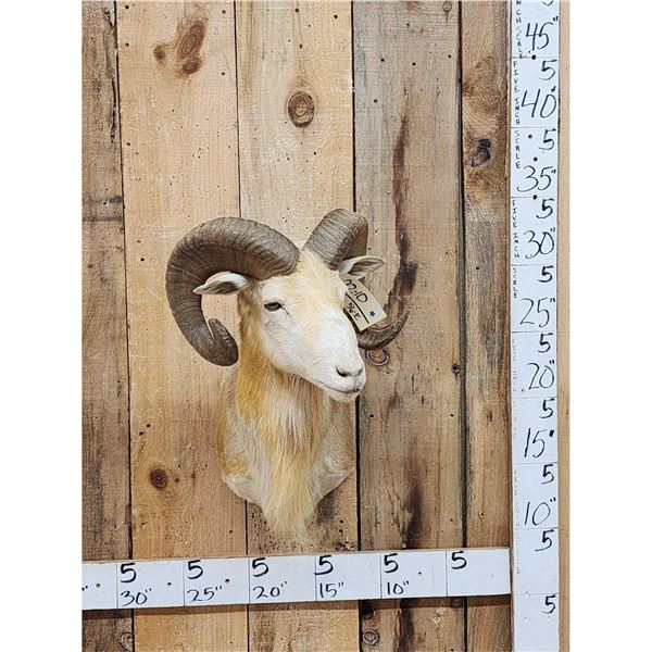 Ram Sheep Shoulder Mount Taxidermy