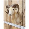 Image 2 : Ram Sheep Shoulder Mount Taxidermy