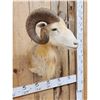 Image 3 : Ram Sheep Shoulder Mount Taxidermy