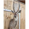 Image 2 : African Waterbuck Shoulder Mount Taxidermy