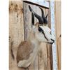 Image 3 : African Springbok Shoulder Mount Taxidermy