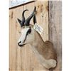 Image 4 : African Springbok Shoulder Mount Taxidermy