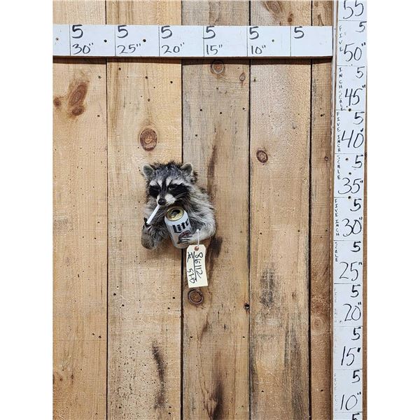 Naughty Raccoon Shoulder Mount Taxidermy