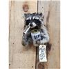 Image 2 : Naughty Raccoon Shoulder Mount Taxidermy