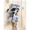 Image 4 : Naughty Raccoon Shoulder Mount Taxidermy