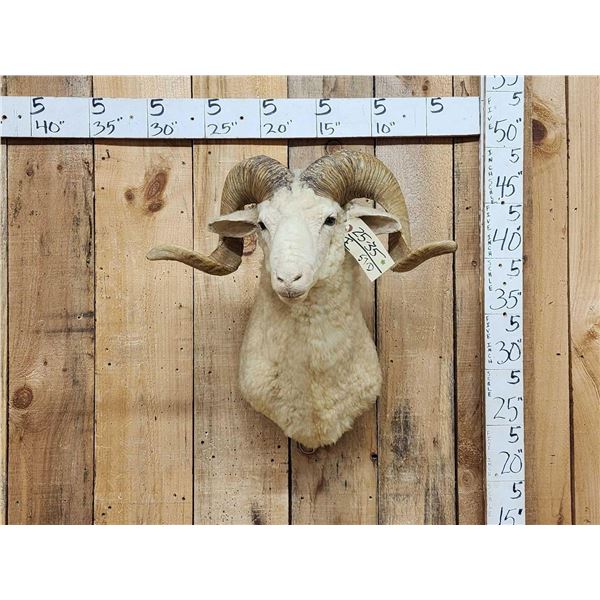 Woolly Ram Sheep Shoulder Mount Taxidermy