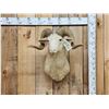 Image 1 : Woolly Ram Sheep Shoulder Mount Taxidermy