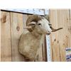 Image 2 : Woolly Ram Sheep Shoulder Mount Taxidermy