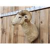 Image 3 : Woolly Ram Sheep Shoulder Mount Taxidermy