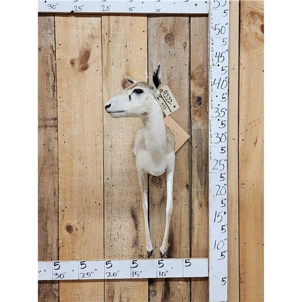 Indian Black Female Half Body Taxidermy Mount