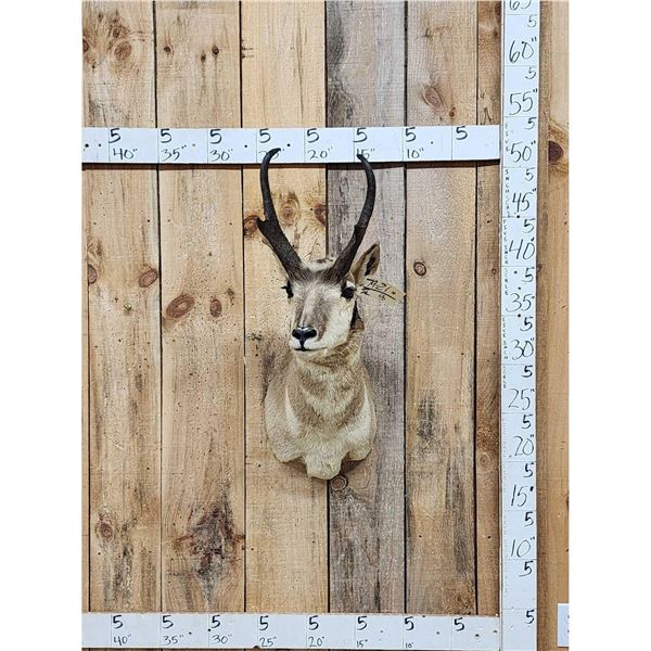 Pronghorn Antelope Shoulder Mount Taxidermy