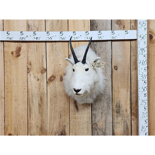 Mountain Goat Shoulder Mount Taxidermy