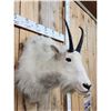 Image 3 : Mountain Goat Shoulder Mount Taxidermy
