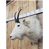 Image 4 : Mountain Goat Shoulder Mount Taxidermy