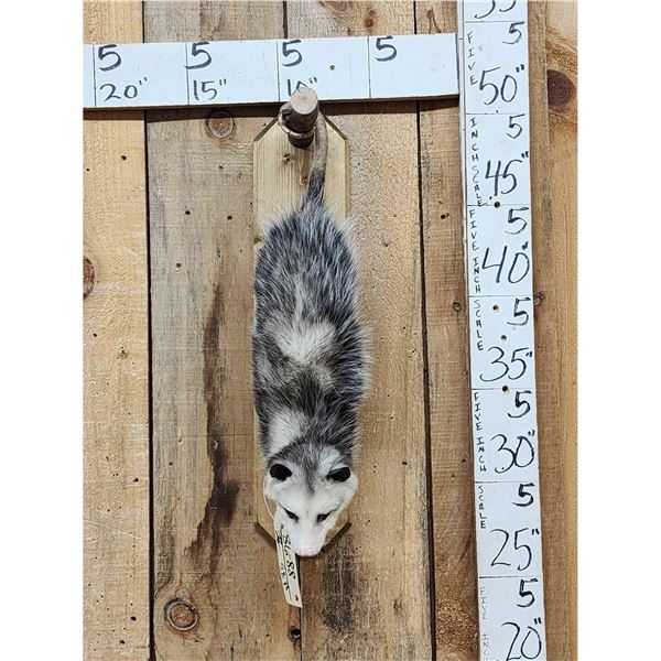 Opossum Hanging By It's Tail Taxidermy