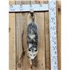Image 1 : Opossum Hanging By It's Tail Taxidermy