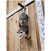 Image 3 : Opossum Hanging By It's Tail Taxidermy