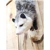 Image 4 : Opossum Hanging By It's Tail Taxidermy