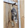 Image 5 : Opossum Hanging By It's Tail Taxidermy