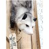 Image 6 : Opossum Hanging By It's Tail Taxidermy