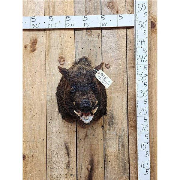 Wild Boar Hog Shoulder Mount Taxidermy