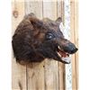 Image 2 : Wild Boar Hog Shoulder Mount Taxidermy