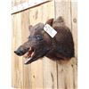 Image 3 : Wild Boar Hog Shoulder Mount Taxidermy