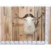 Image 1 : Angora Goat Shoulder Mount Taxidermy