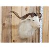 Image 3 : Angora Goat Shoulder Mount Taxidermy