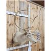 Image 2 : Caribou Shoulder Mount Taxidermy