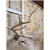 Image 3 : Caribou Shoulder Mount Taxidermy