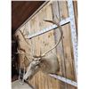 Image 4 : Caribou Shoulder Mount Taxidermy