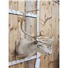 Image 5 : Caribou Shoulder Mount Taxidermy