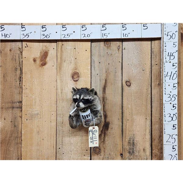 Naughty Raccoon Shoulder Mount Taxidermy