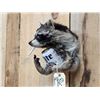 Image 3 : Naughty Raccoon Shoulder Mount Taxidermy