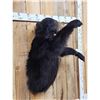 Image 2 : Black Bear Half Body Taxidermy Mount