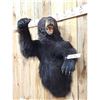 Image 3 : Black Bear Half Body Taxidermy Mount