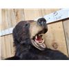 Image 4 : Black Bear Half Body Taxidermy Mount