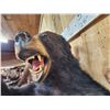 Image 5 : Black Bear Half Body Taxidermy Mount