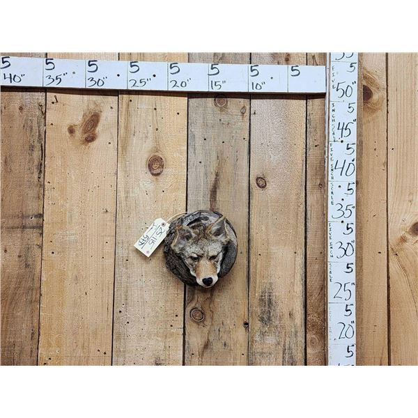 Coyote In A Log Taxidermy