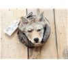 Image 2 : Coyote In A Log Taxidermy