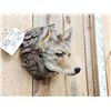 Image 3 : Coyote In A Log Taxidermy