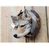 Image 4 : Coyote In A Log Taxidermy