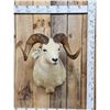 Image 1 : Alaskan Dall Sheep Shoulder Mount