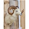 Image 2 : Alaskan Dall Sheep Shoulder Mount