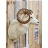 Image 3 : Alaskan Dall Sheep Shoulder Mount