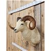 Image 4 : Alaskan Dall Sheep Shoulder Mount