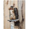 Image 3 : Bow Hunting Squirrel Taxidermy Mount